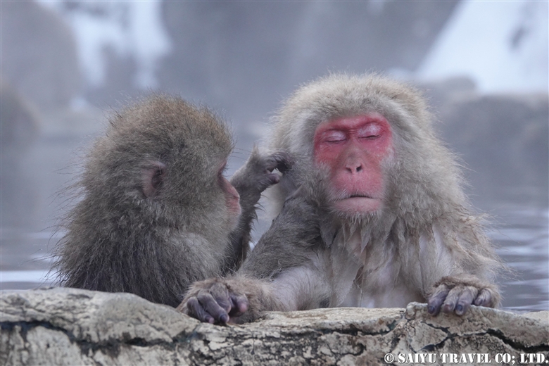 Nagano’s Famous Snow Monkeys – The Japanese Macaques of Jigokudani